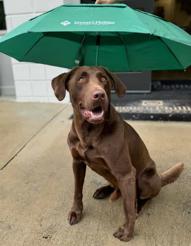 The Judge Greene staying dry with a Greene & Phillips Umbrella